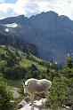 Mtn Goat